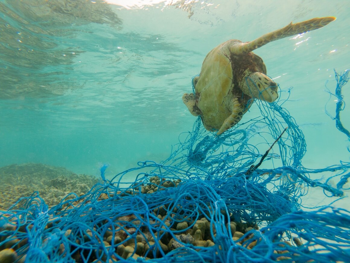 Plastični otpad uzrokuje smrt više od milijun morskih ptica i više od 100.000 morskih sisavaca svake godine