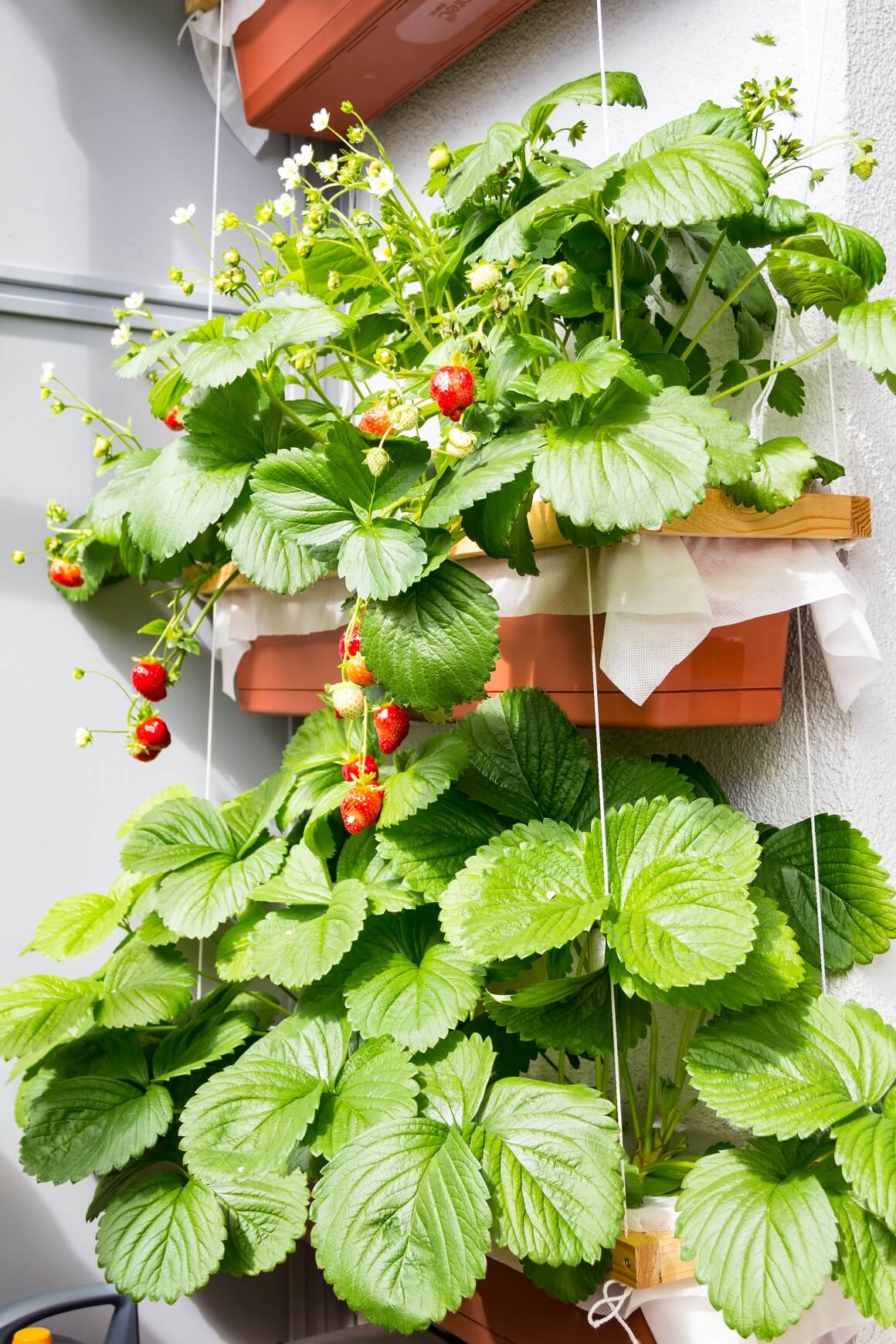 Uzgoj jagoda na balkonu