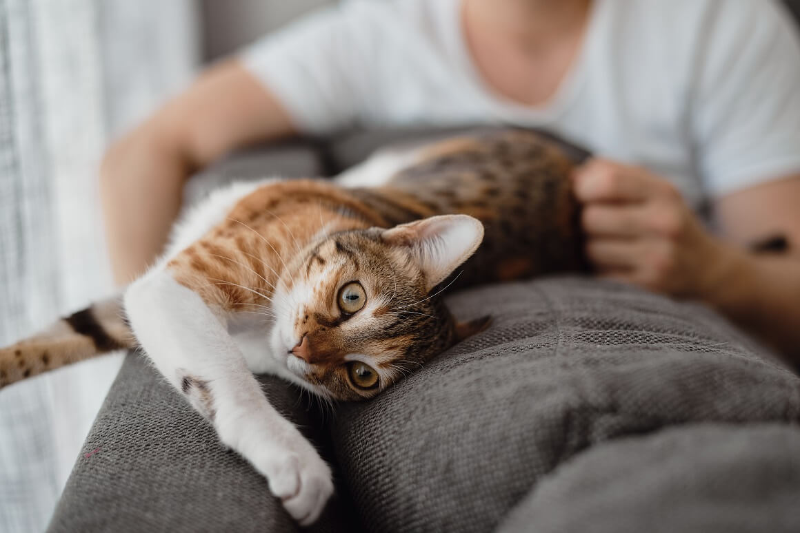 90 % neudatih žena doživljava muškarce s mačkama kao ljubaznije i brižnije od onih bez mačaka
