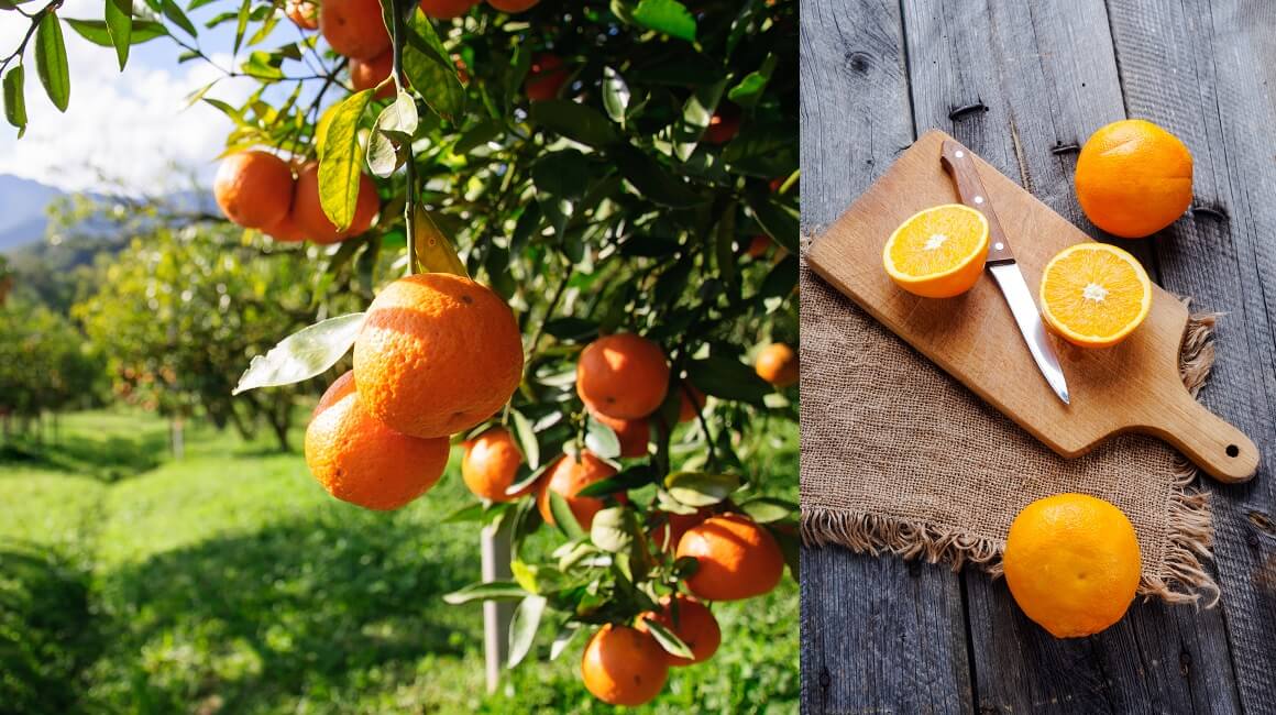 Evo zašto biste svaki dan trebali pojesti jednu naranču