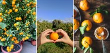 Mandarine su došle na svoje
