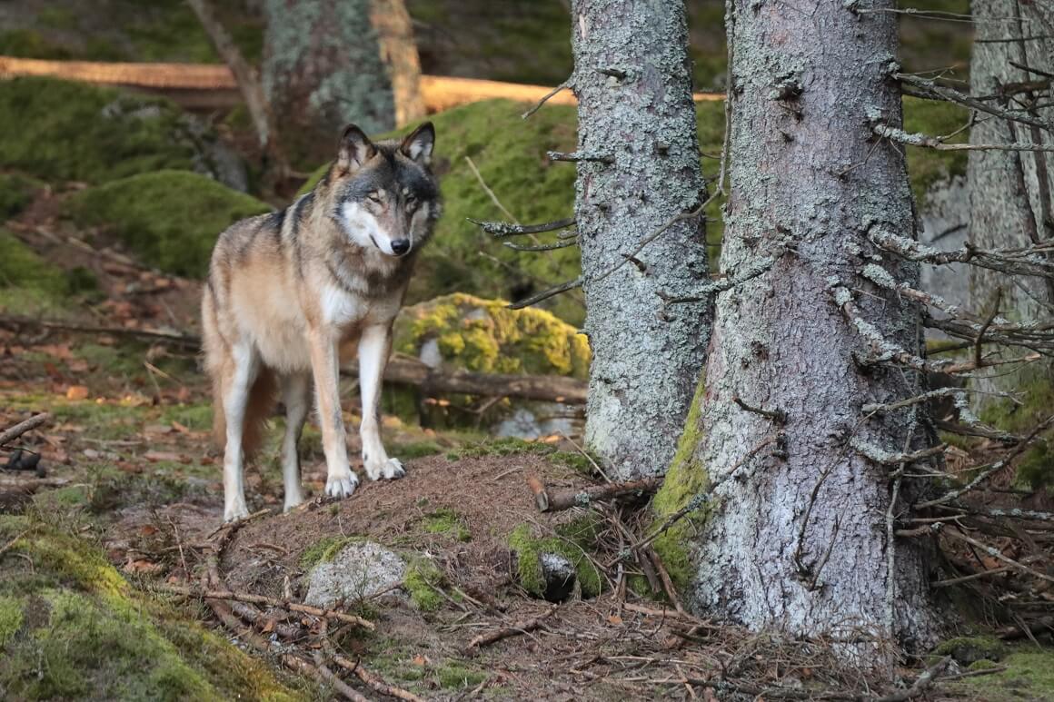 Izvršna direktorica WWF Adrije Nataša Kalauz upozorila je kako su i naše velike zvijeri - vuk, medvjed i ris - suočeni s problemom opstanka