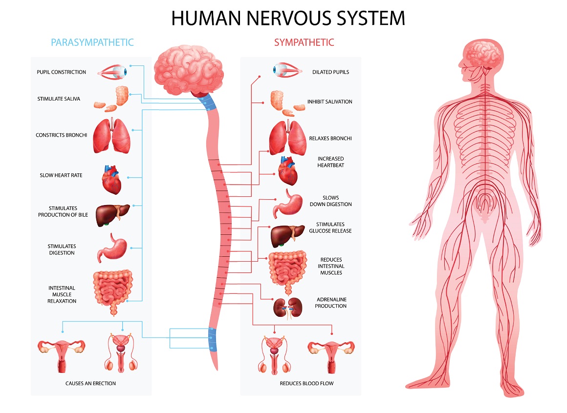 Autonomni živčani sustav