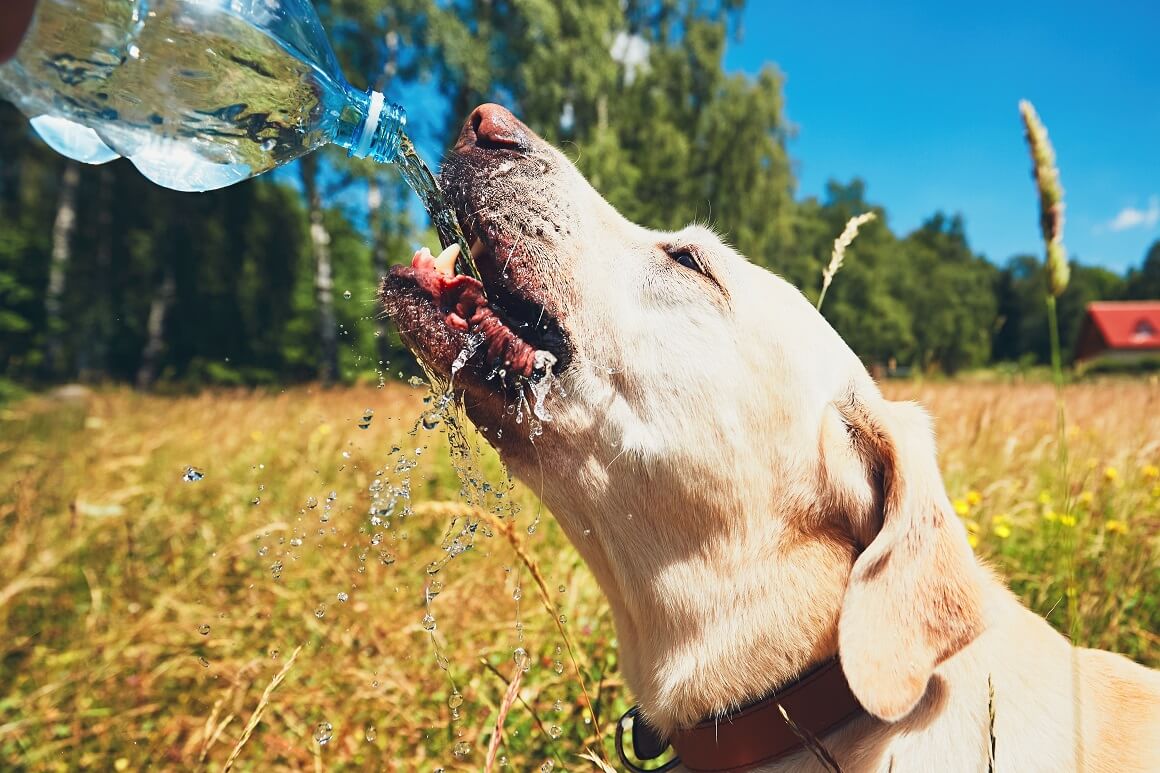 Dobro je sa sobom uvijek imati bocu čiste vode koja se može ponuditi žednom psu