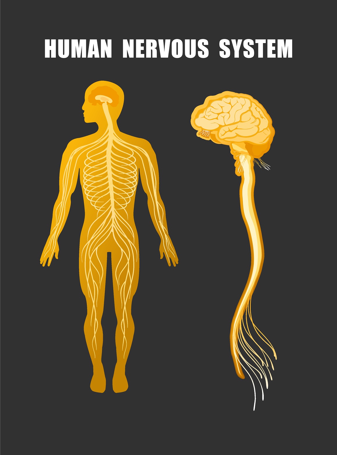 Naš živčani sustav je izrazito kompleksna i složena struktura koja prikuplja informacije iz cijelog tijela i koordinira funkcije i aktivnosti organizma