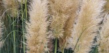 Pampas biljka