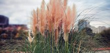 Pampas trava u tegli