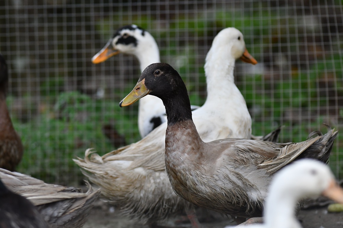 Vodena perad (patke i guske) moraju se držati odvojeno od ostale peradi