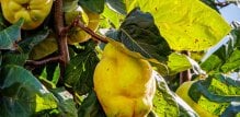 Listovi dunje popravljaju krvnu sliku i daju organizmu potrebne vitamine i minerale