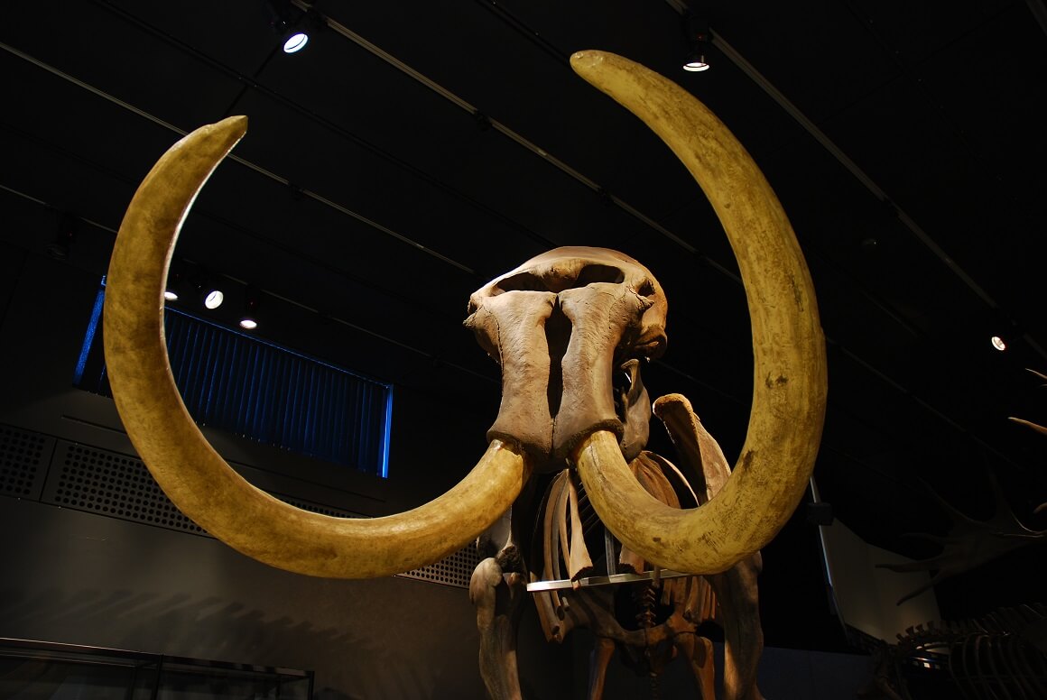 Nova tehnologija omogućila je znanstvenicima da utvrde da je 41 fragment više od milijun godina stariji od najstarijeg poznatog DNK sibirskog mamuta