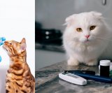 Odobren prvi oralni lijek za dijabetes kod mačaka