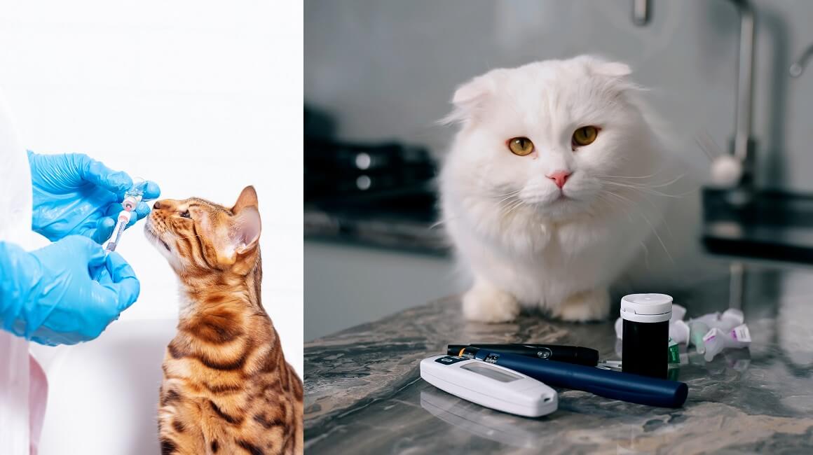 Odobren prvi oralni lijek za dijabetes kod mačaka