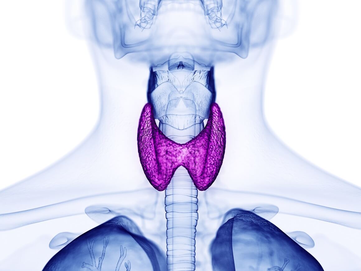 Štitnjača je mala žlijezda koja se nalazi na prednjem dijelu vrata, omotana oko dušnika