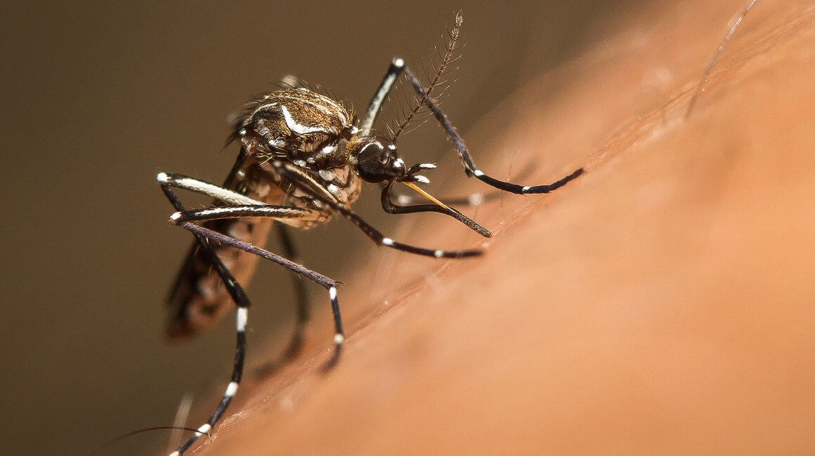 Komarci koji prenose denga groznicu i druge viruse razvili su sve veću otpornost na insekticide u dijelovima Azije
