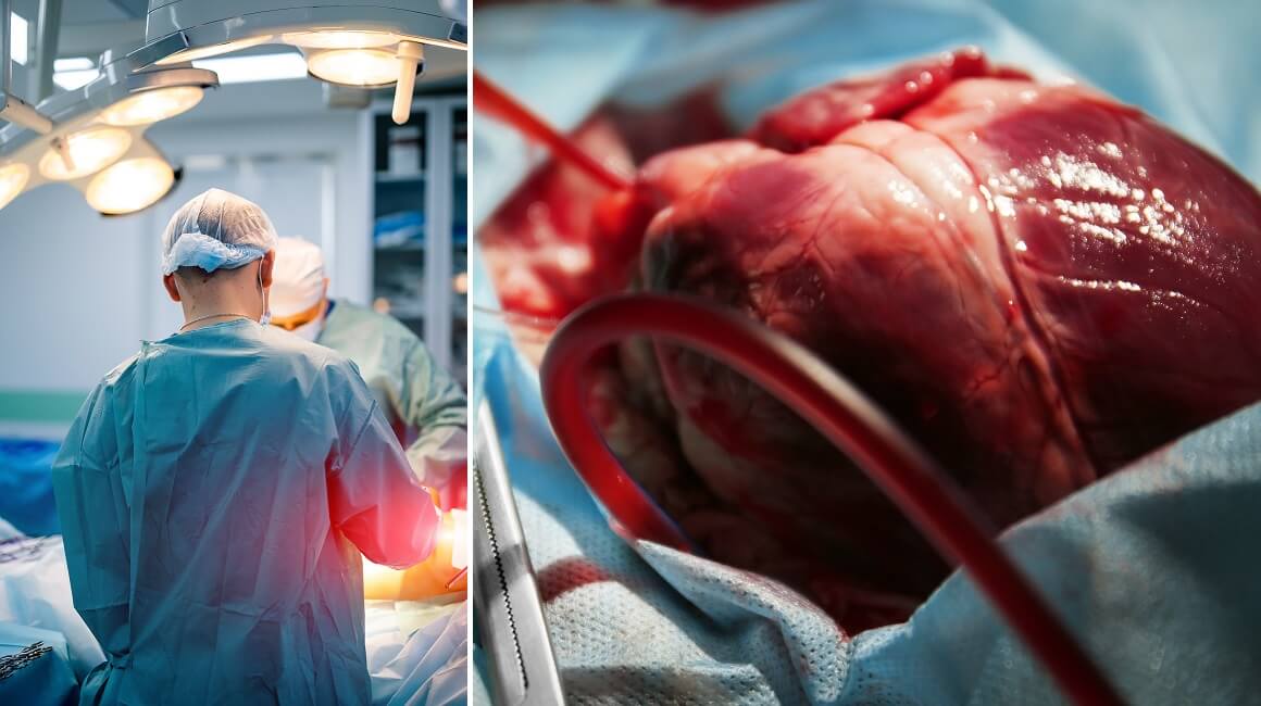 Njemački kardiokirurzi smatraju da će za najviše dvije godine uspjeti presaditi modificirano svinjsko srce čovjeku