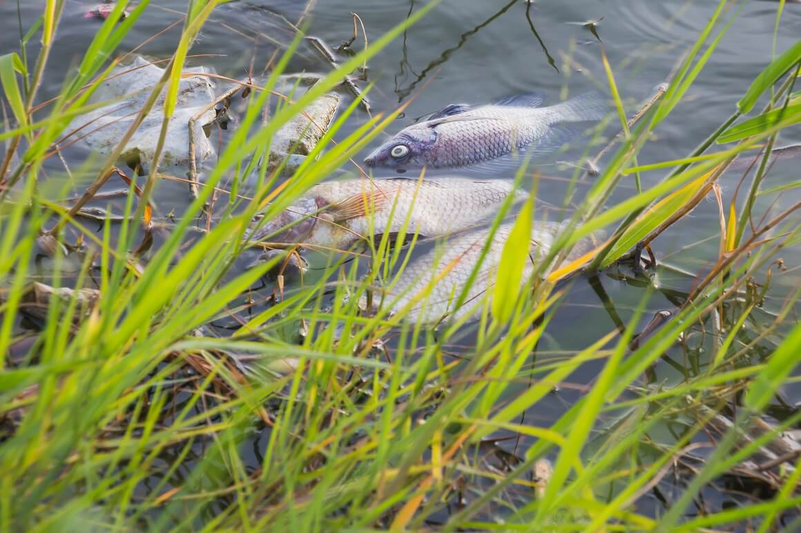 U kolovozu su tisuće riba pronađene uginule u Odri