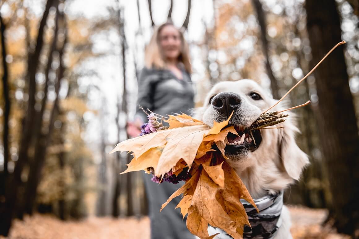 Vlasnici pasa su prisiljeni šetati zbog svojih kućnih ljubimaca, a svakodnevno je kretanje povezano sa zdravljem mozga i funkcionalnim duljim životom