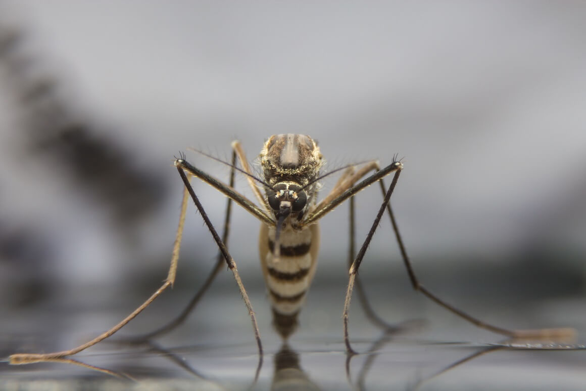 Znanstvenici nisu ni blizu iskorjenjivanju denga groznice