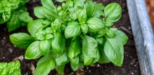 Bosiljak je nesumnjivo najomiljenija i najpopularnija kulinarska biljka u Italiji