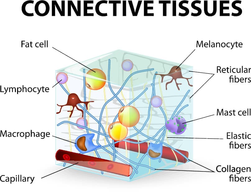 Zadaća vezivnog tkiva je pružiti podršku i strukturu za druga tkiva i organe u tijelu