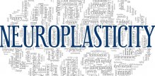 Neuroplastičnost - značenje