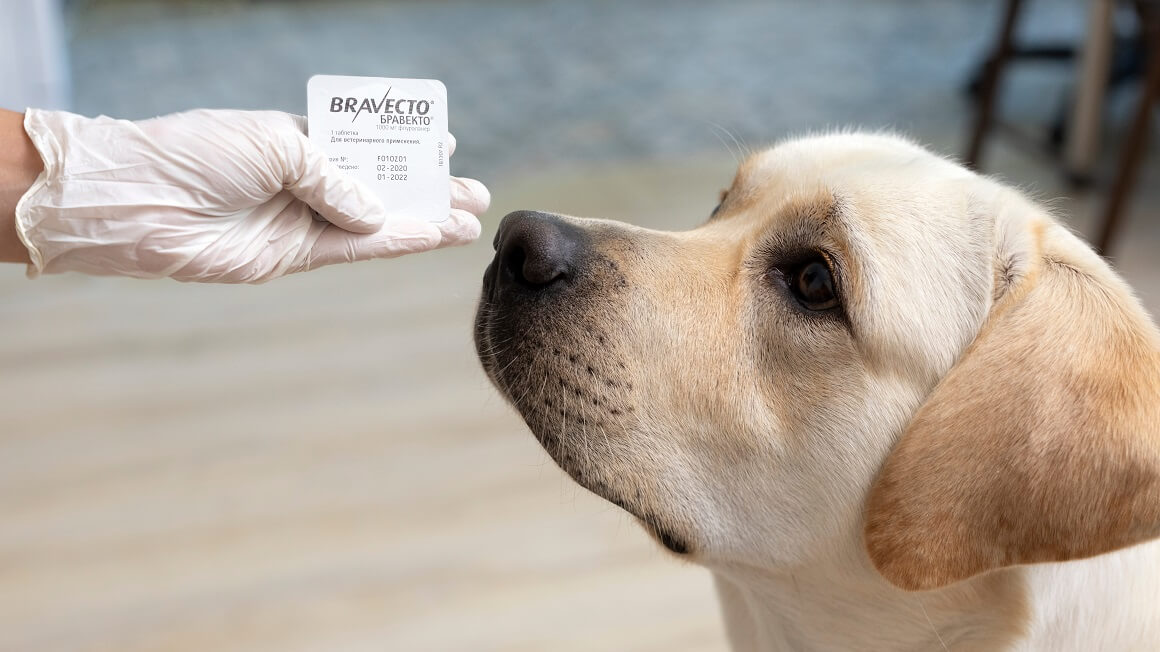 Tablete protiv krpelja djeluju na način da insekticid ulazi u krvotok psa i proširi se po tijelu