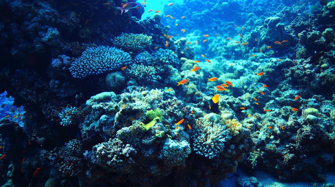 Otkriven dosad nepoznat i potpuno očuvan koraljni greben