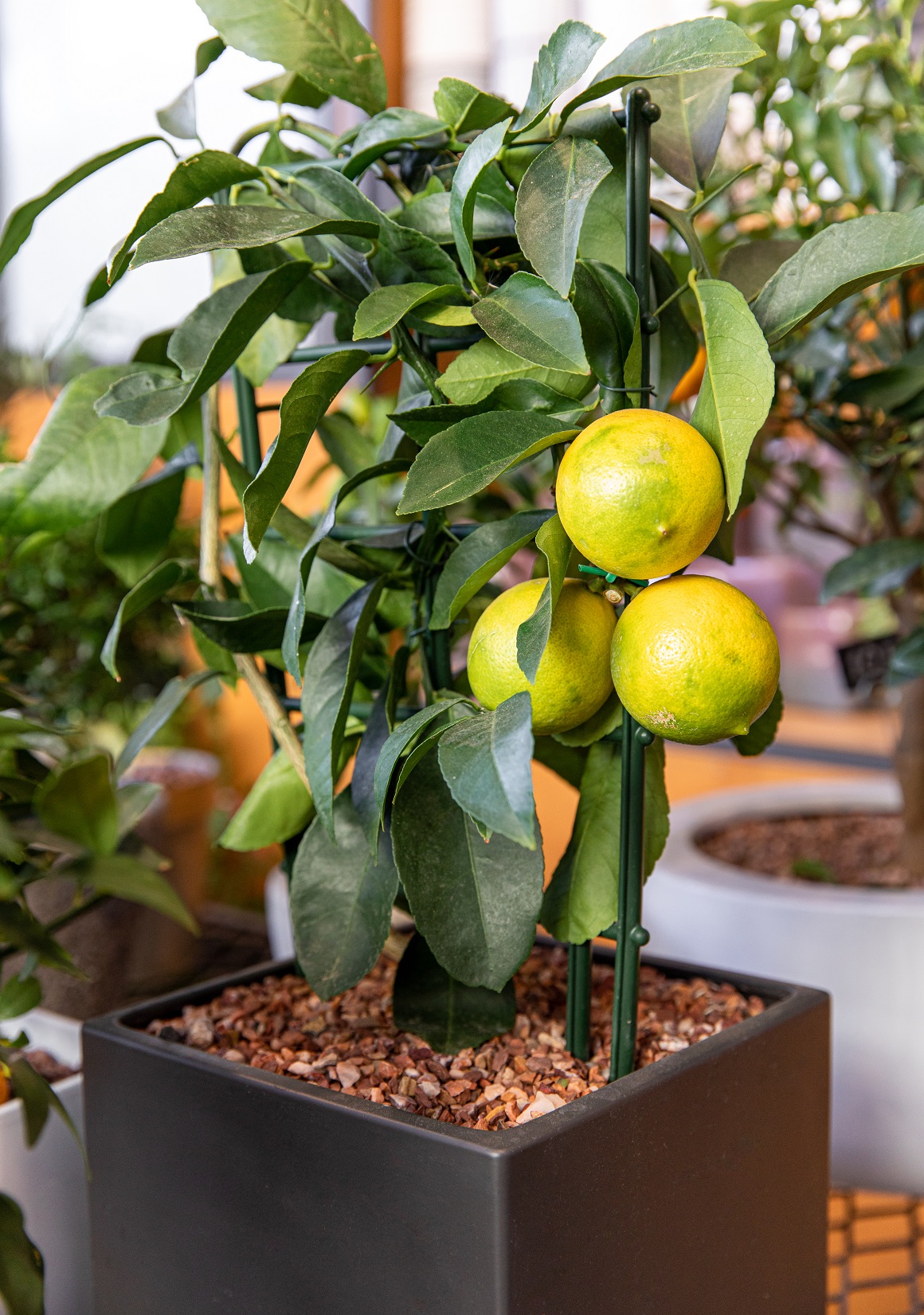 Patuljasta stabla citrusa
