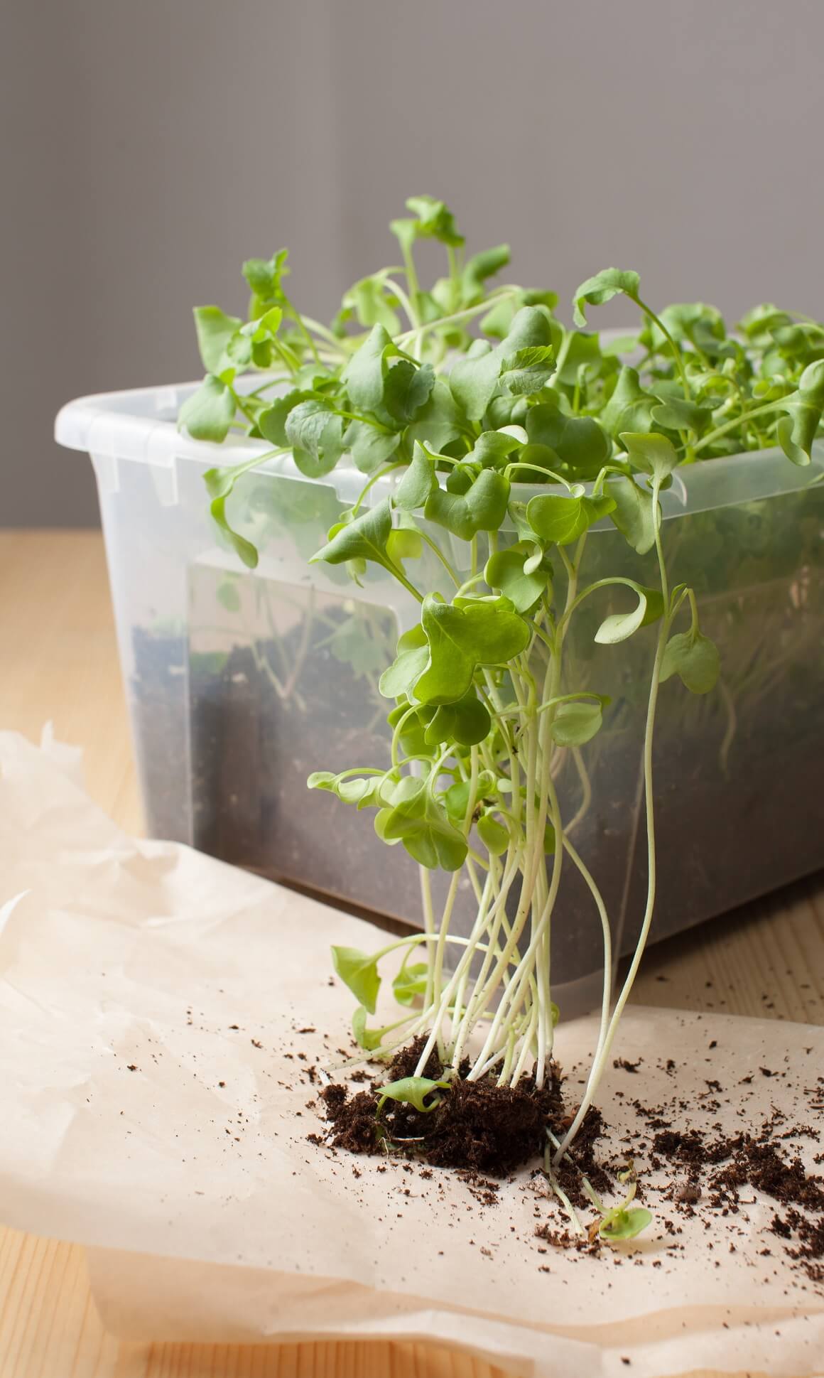 Uzgoj mikropovrća