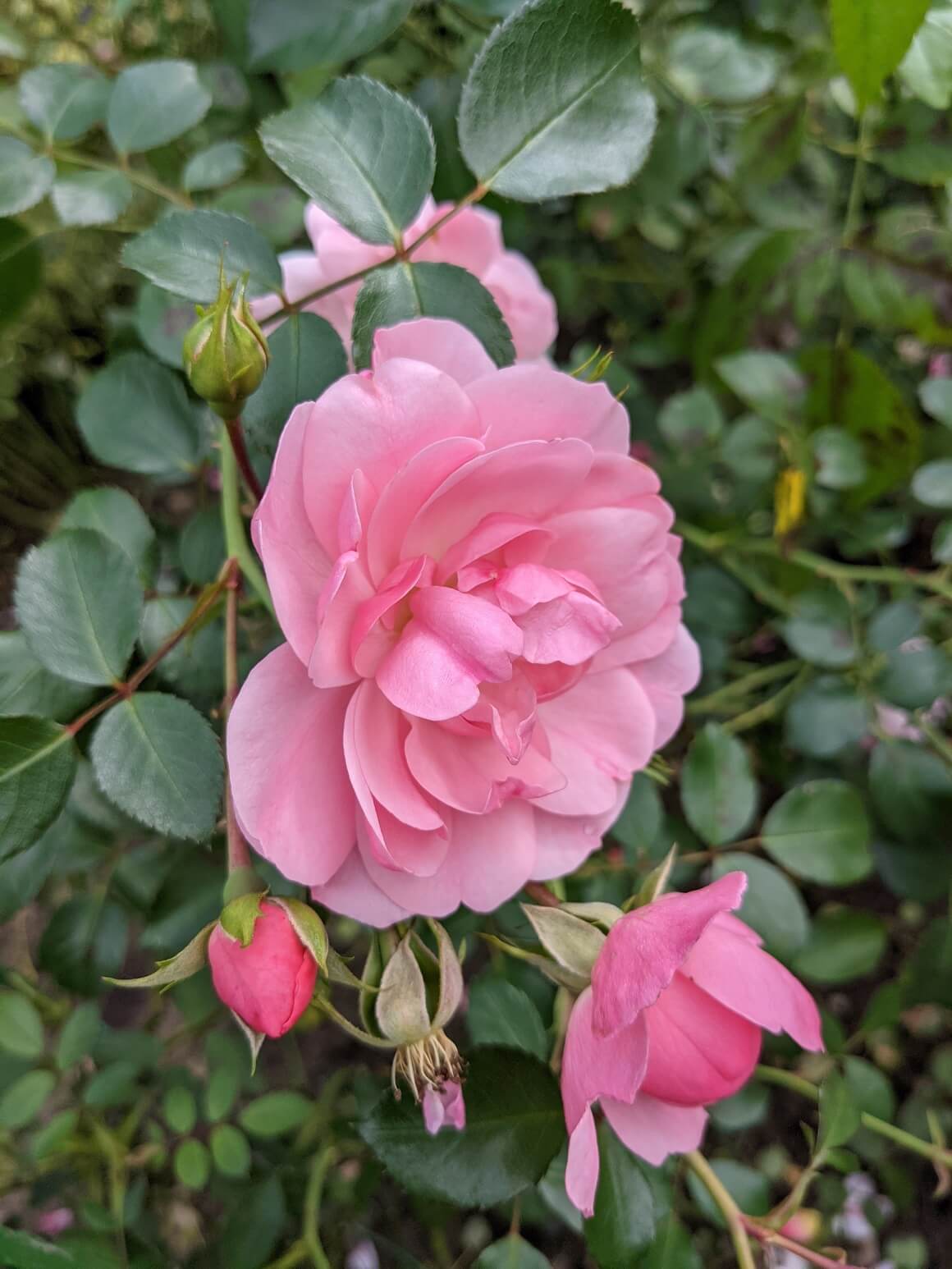 Bonika ruža