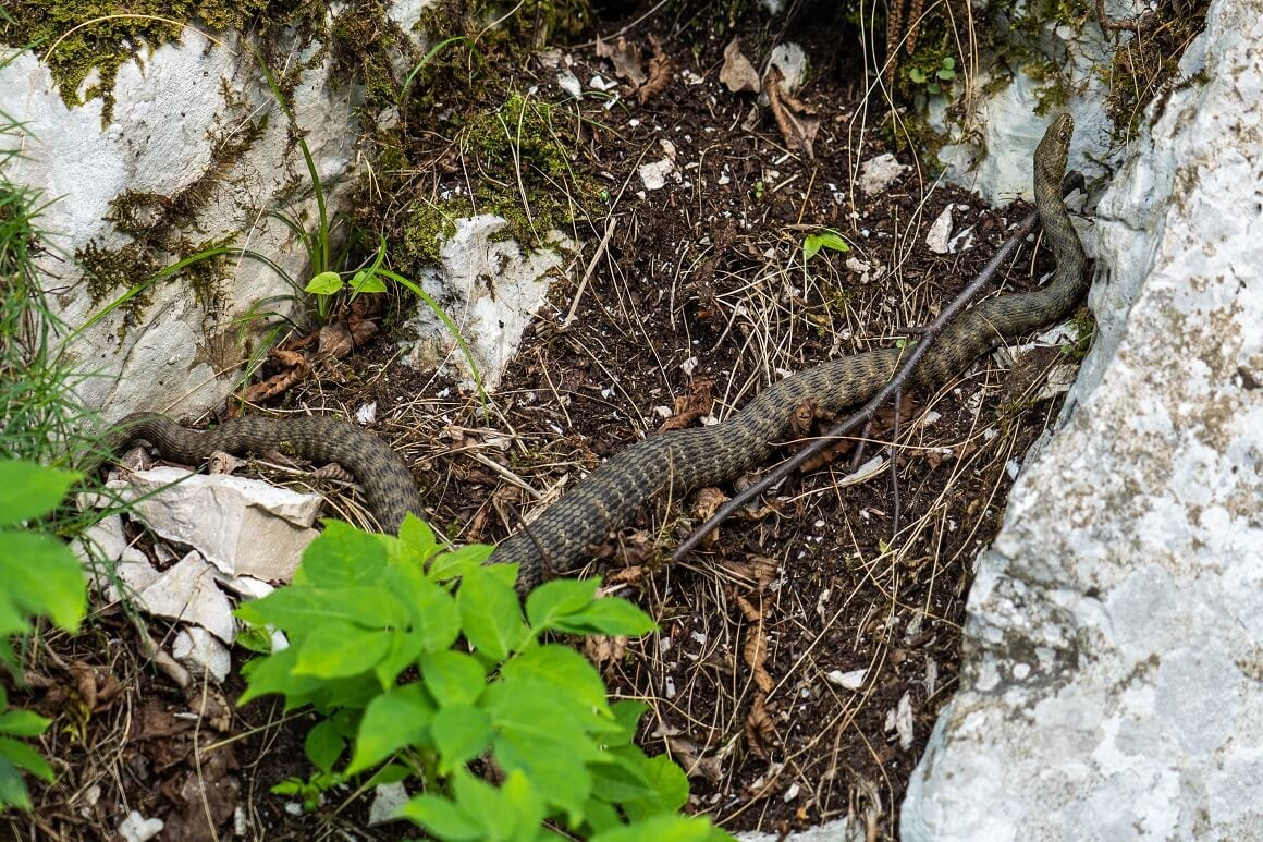 Na području Hrvatske obitava 15 vrsta zmija
