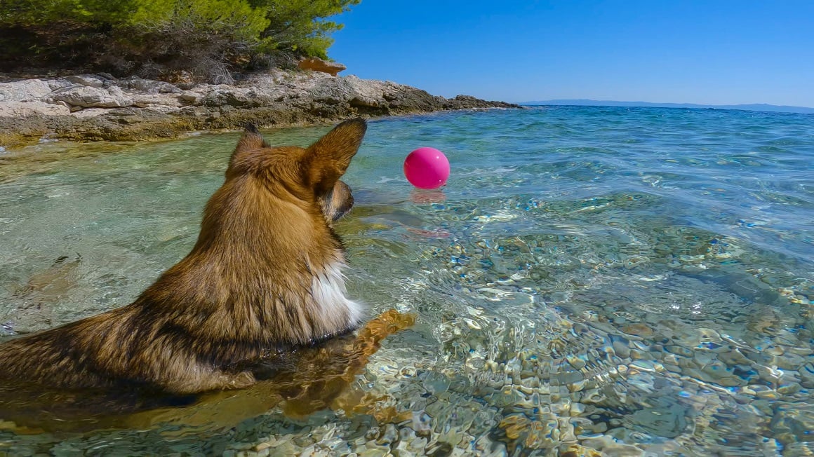 Pseće plaže - Hrvatska