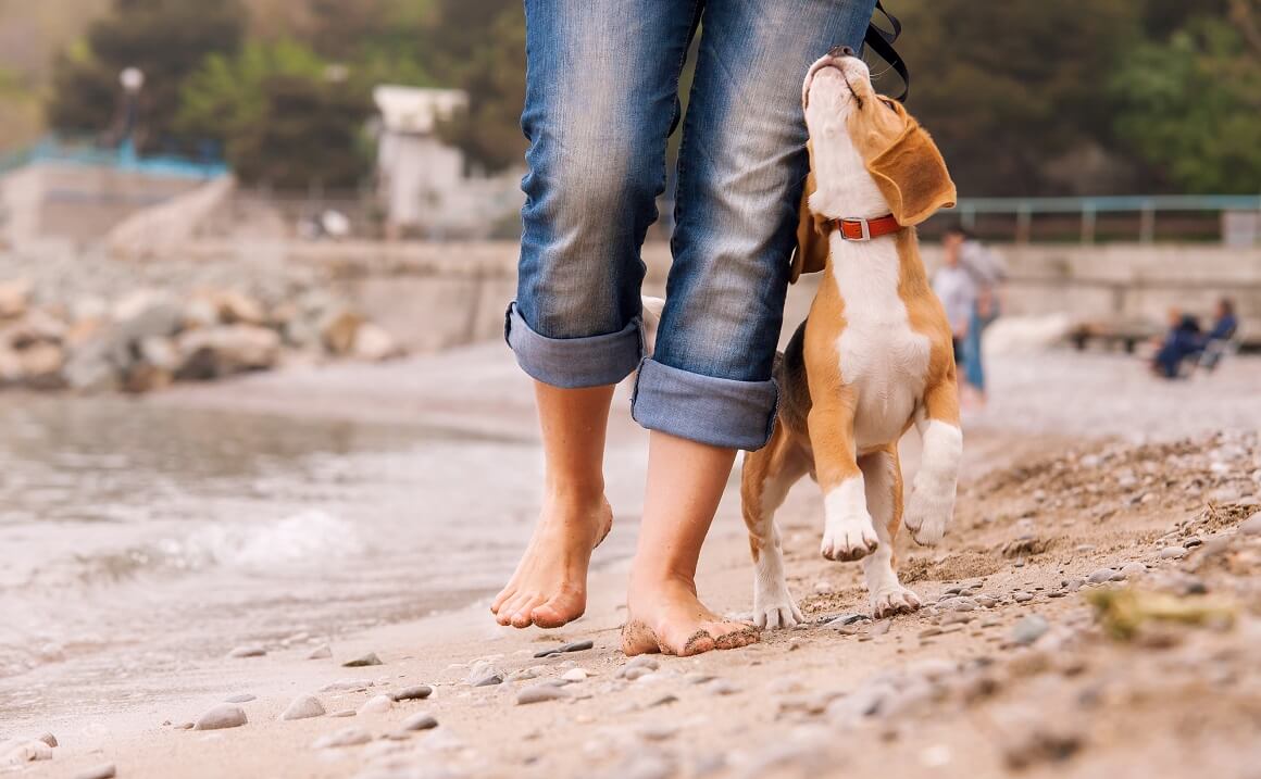 Šetnja sa psom na plaži