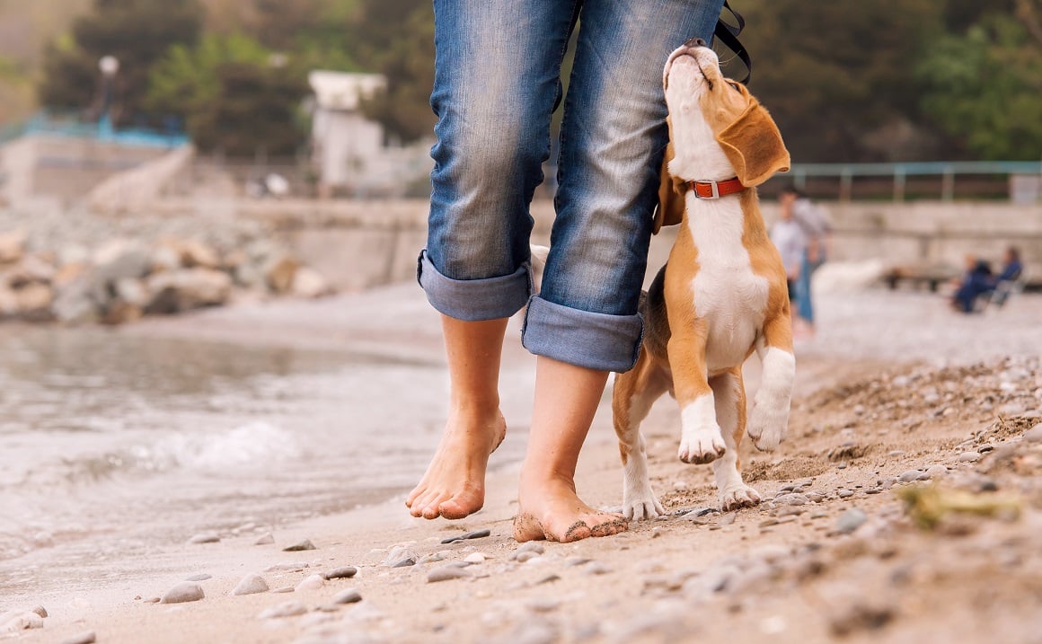 Trčanje za psom na plaži jedan je od najzabavnijih nesvjesnih kardio treninga