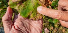 Krastavost lista vinove loze (Fusicladium ampelophagum)