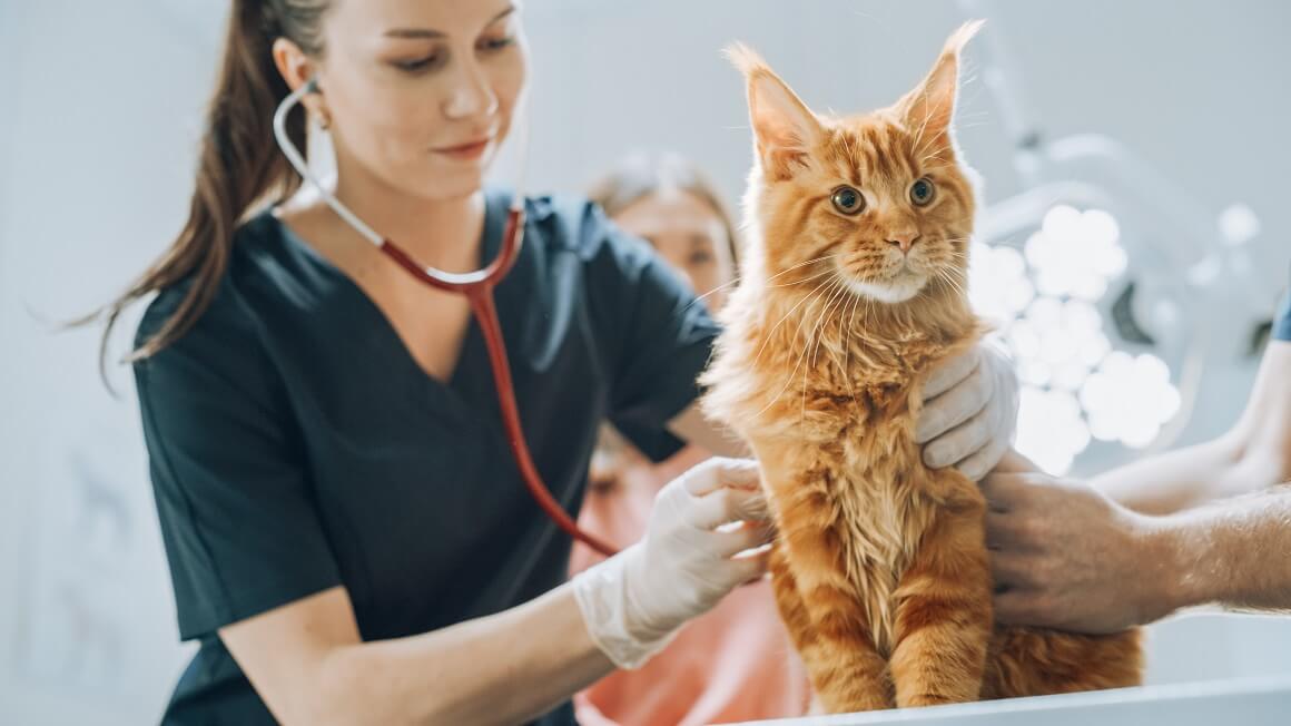 Ono ključno što vaša mačka treba jesu pravilna prehrana, svježa voda i redoviti odlasci veterinaru