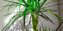 Dracena