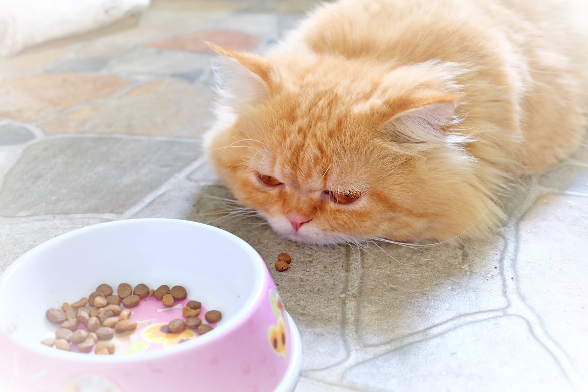 Jedan od početnih pokazatelja da nešto nije u redu s vašom mačkom je promjena u prehrambenim navikama