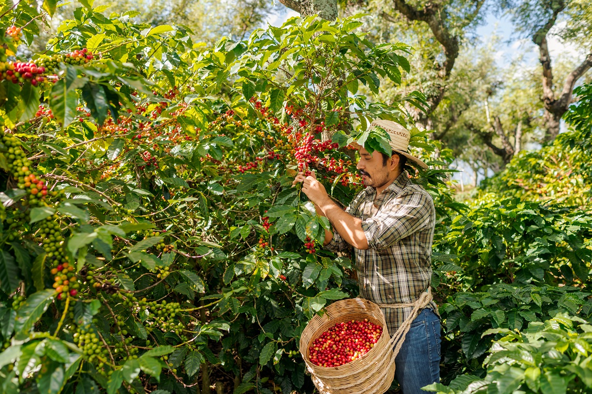 Procjenjuje se da kavu uzgaja 12,5 milijuna poljoprivrednika u 70-ak zemalja diljem svijeta