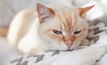 Simptomi bolesne mačke