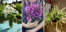divlje biljke koje mogu udahnuti novi život uređenju vašeg doma