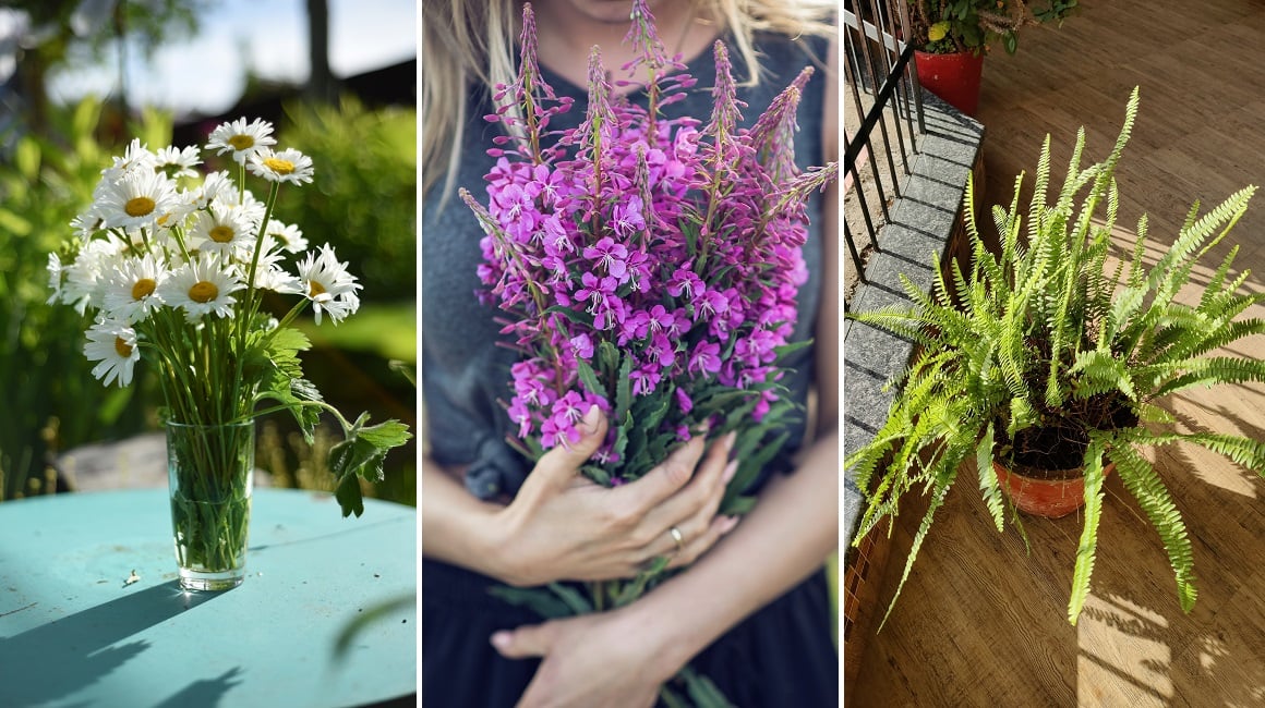 divlje biljke koje mogu udahnuti novi život uređenju vašeg doma