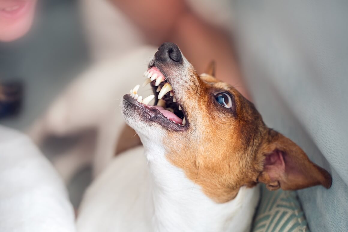 psi reagiraju na ponašanje i govor tijela svojeg vlasnika