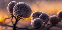 Candida albicans