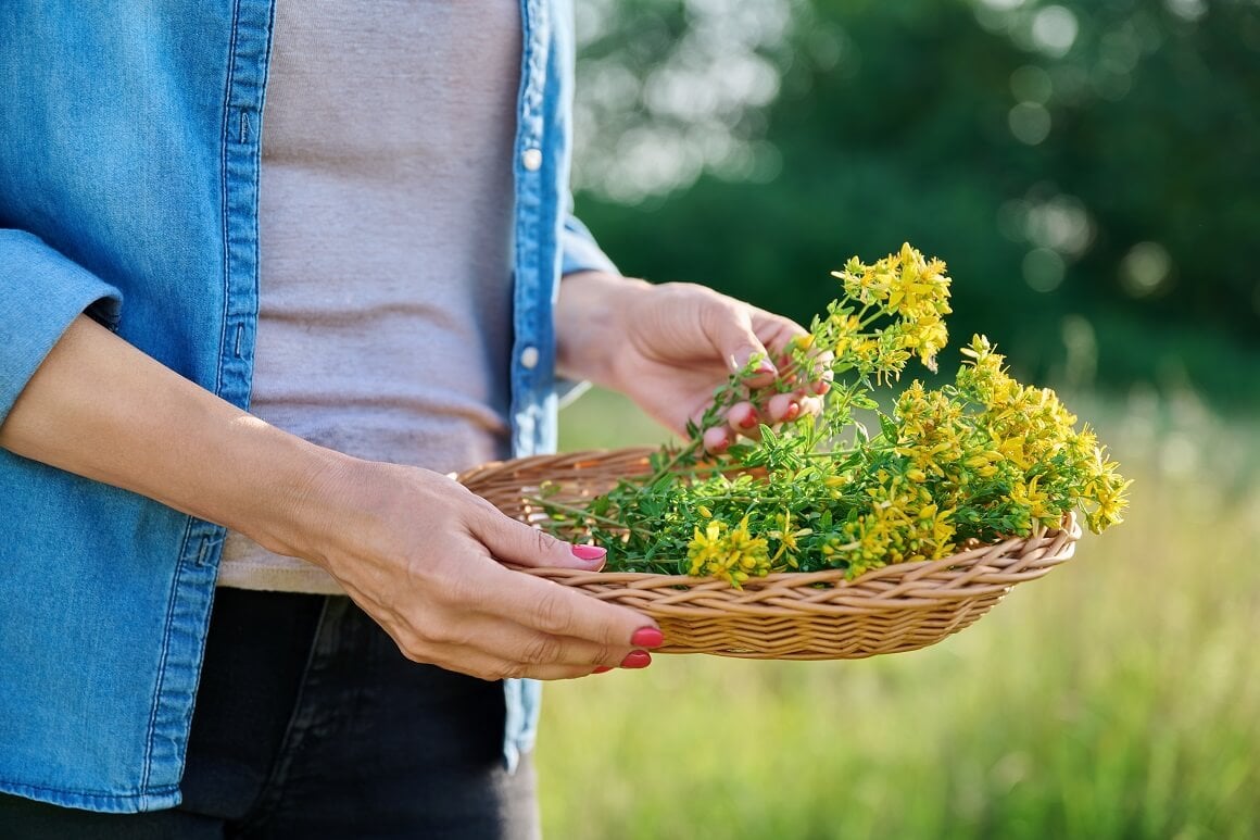 Ljupki žuti cvjetovi gospine trave imaju antioksidativna svojstva