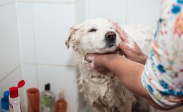 Kako kupati psa