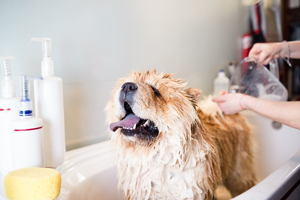 Kako okupati psa bez šampona