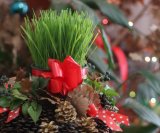 Sadnja božićne pšenice