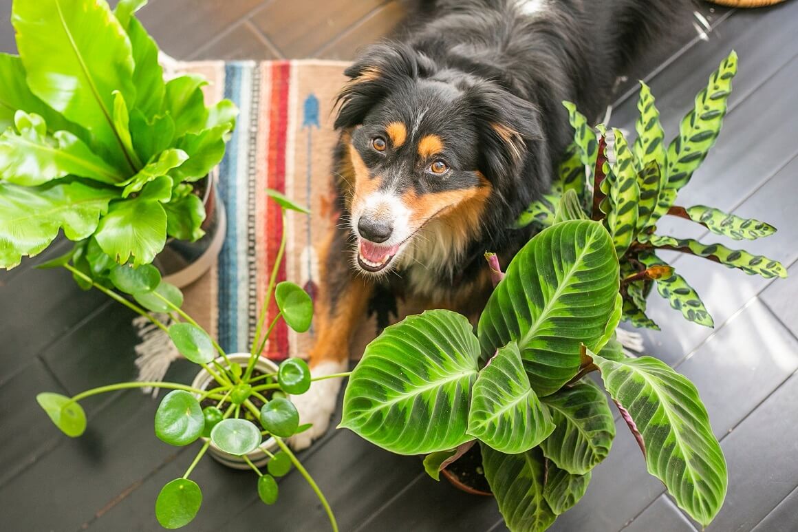Biljke koje nisu otrovne za pse