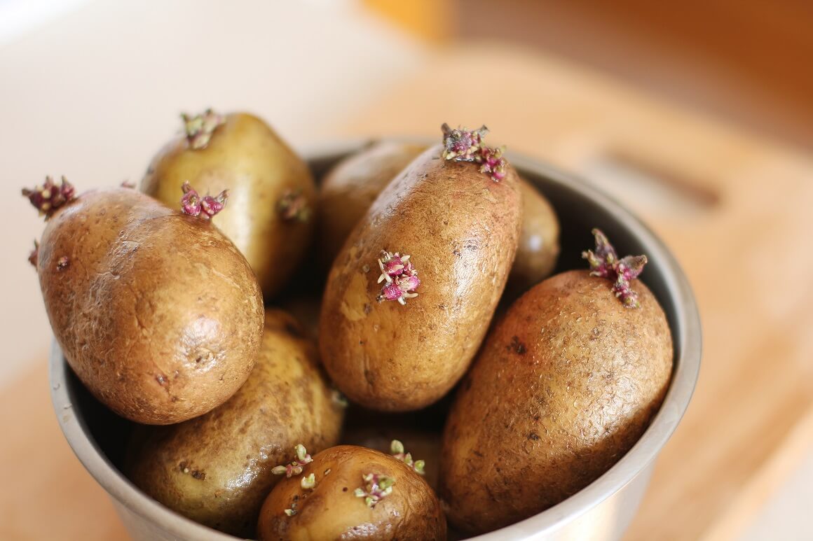Krumpir s klicama i dalje je jestiv nakon uklanjanja klica i zelene kožice koja može sadržavati toksine